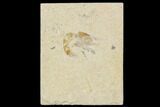 Cretaceous Fossil Shrimp - Lebanon #107674-1